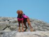 Dog Life Jacket Guide