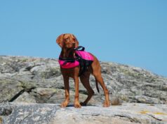 Dog Life Jacket Guide
