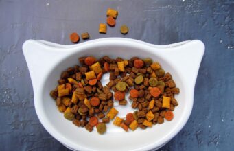 Best Cat Food: Common Mistakes to Avoid