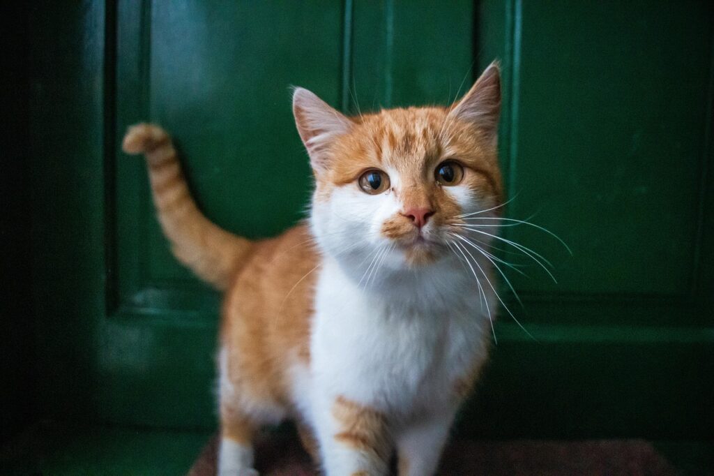 Expert Indoor Cat Care Tips 3 pindrive 1785263849 e8nA4k