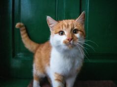 Expert Indoor Cat Care Tips
