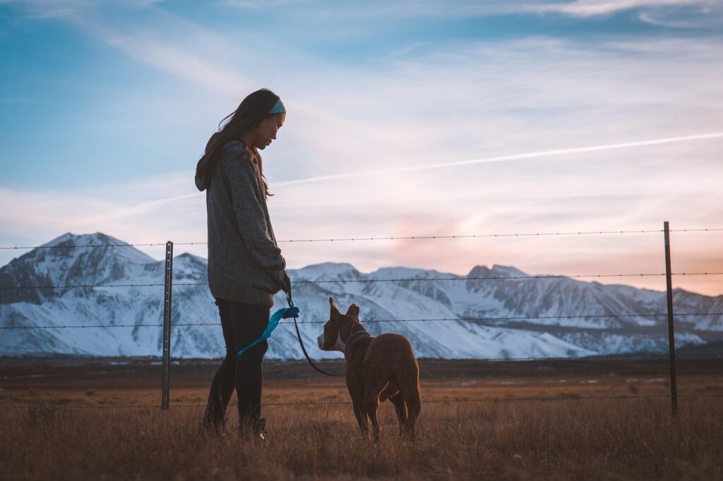Wireless Dog Fence Systems 2026 3 pindrive 1785353889 u7RGle