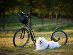 Glucosamine for Dogs: Beginner’s Guide