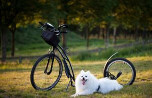 Glucosamine for Dogs: Beginner’s Guide