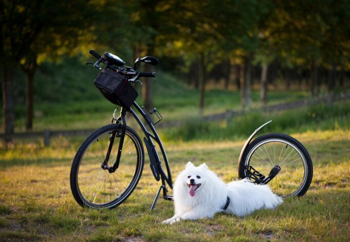 Glucosamine for Dogs: Beginner's Guide
