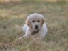 Raising Golden Retriever Puppies