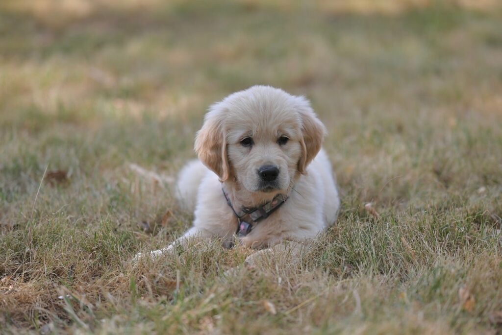 Raising Golden Retriever Puppies 3 pindrive 1785406205 XUiNhX