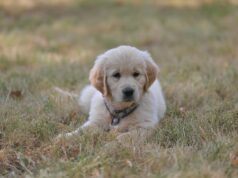 Raising Golden Retriever Puppies