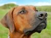 Best Family Dogs: A Comprehensive Guide