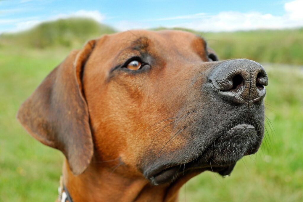 Best Family Dogs: A Comprehensive Guide 3 pindrive 1785422006 x2orvk