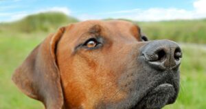 Best Family Dogs: A Comprehensive Guide