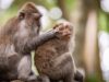 Understanding Cat Behavior