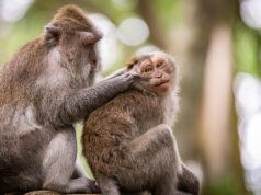 Understanding Cat Behavior