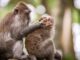 Understanding Cat Behavior