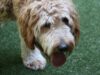 Golden Doodle Puppies Strategies