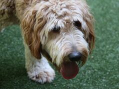 Golden Doodle Puppies Strategies