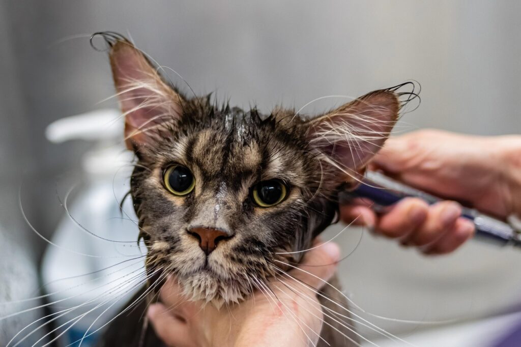 Kitten Care Essentials 3 pindrive 1785490497 tpAGqC