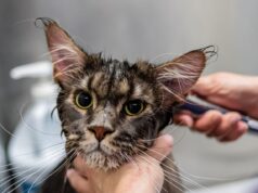 Kitten Care Essentials
