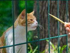 Kitten Feeding Guide: Nutrition for Healthy Growth
