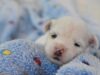 Havanese Puppies: Honest Take