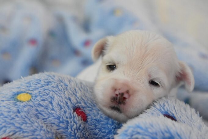 Havanese Puppies: Honest Take