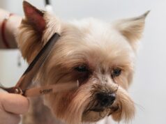 Debunking Dog Grooming Myths