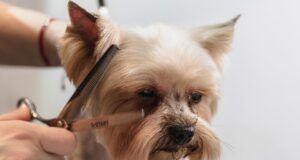 Debunking Dog Grooming Myths