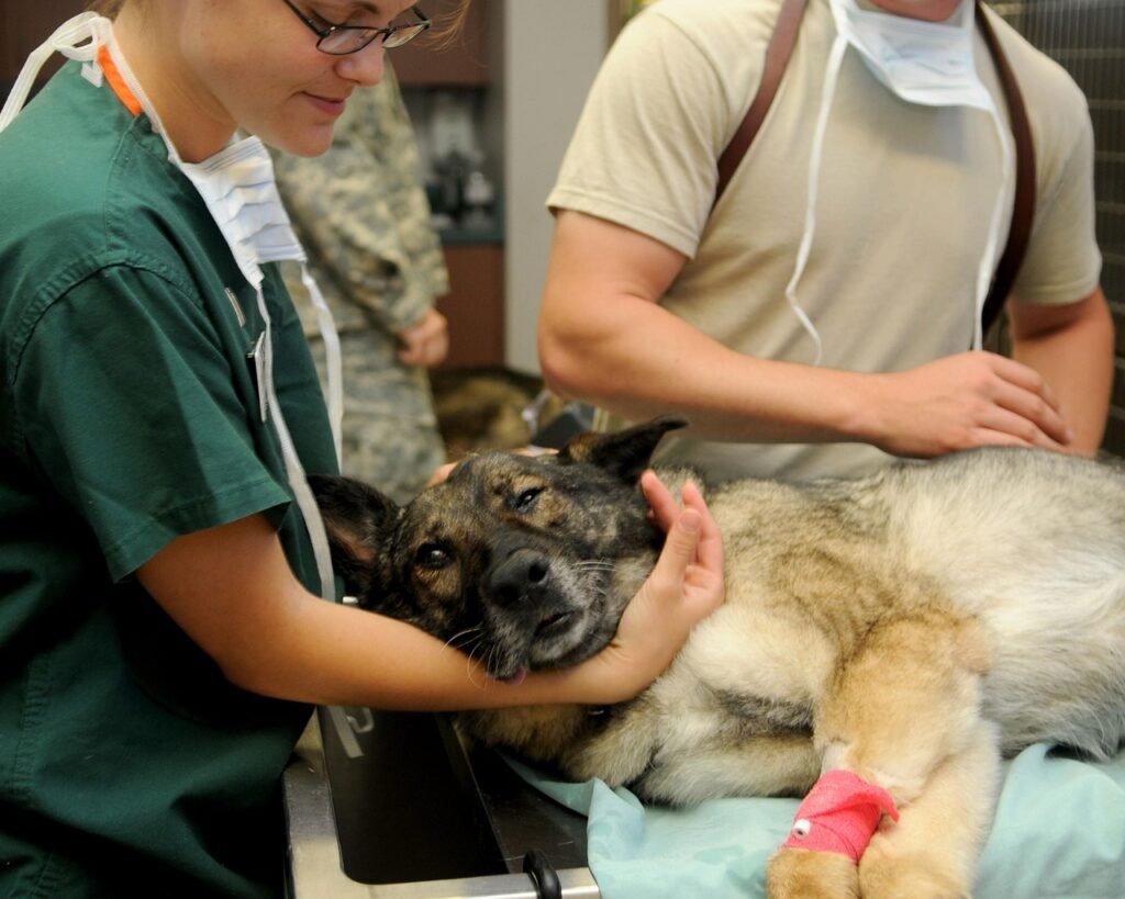 Online Veterinarian Services 2026 3 pindrive 1785819975 fAgc8F