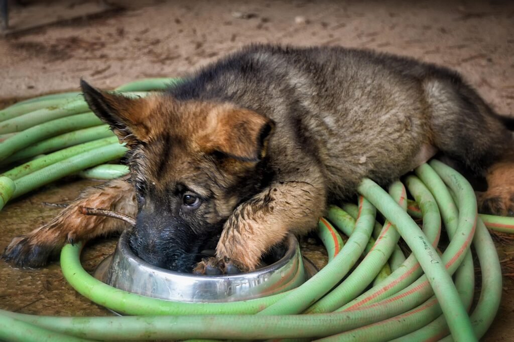 Raising German Shepherd Puppies 3 pindrive 1785955065 fRDIxZ
