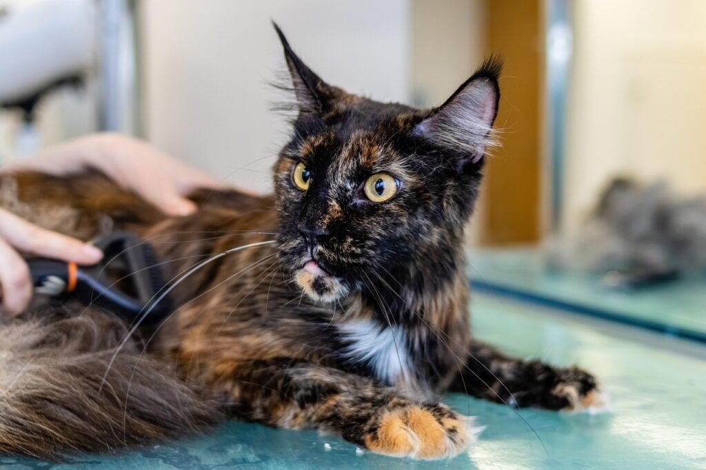 Kitten Care Strategies 3 pindrive 1786041685 X2Bo07