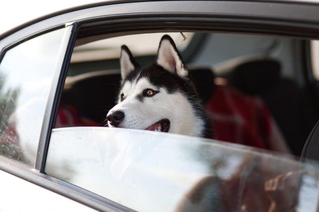 Husky Beginner Tips and Tricks 3 pindrive 1786216460 f0xcha