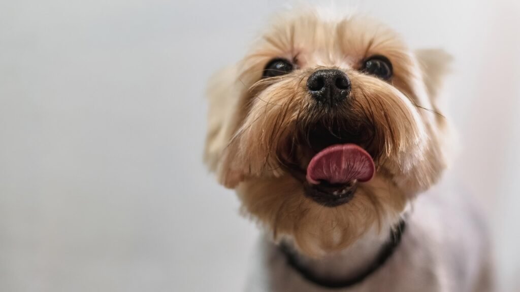 Dog Grooming Beginner Tips 3 pindrive 1786560879 OfNNv8
