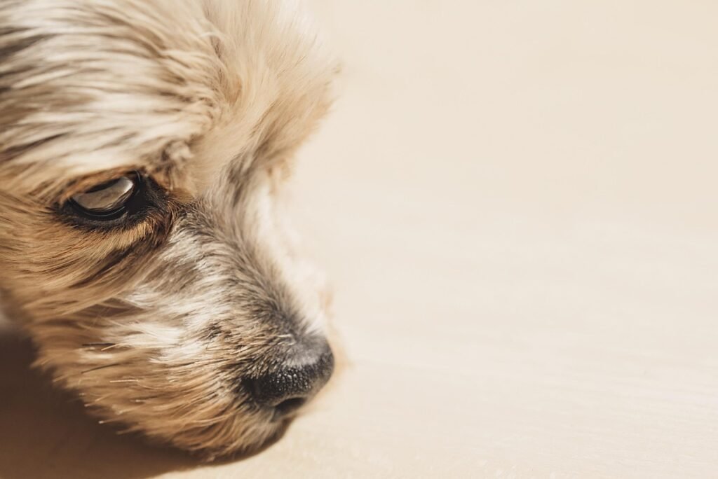 Debunking Yorkie Myths 3 pindrive 1786614295 MhTLMd