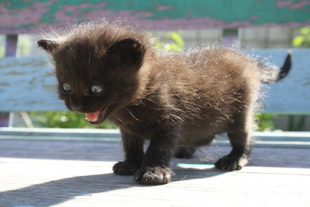 Feline Fear: The Alarming Rise of Cat Anxiety 3 pindrive 1786891895 sPtg6d